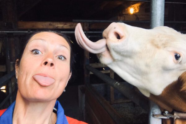 De koe houdt wel van een beetje spelen