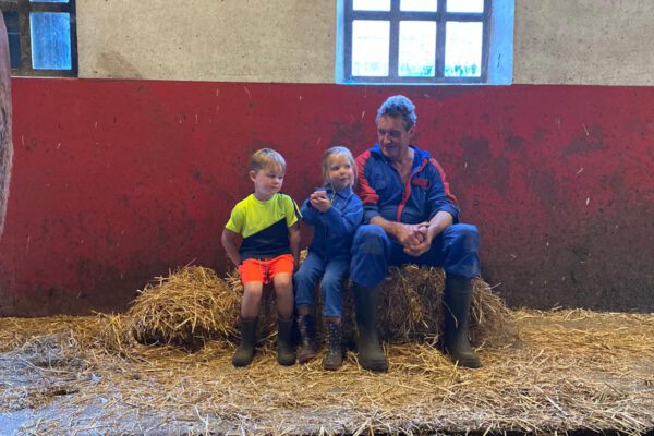 Koeien kijken in de stal