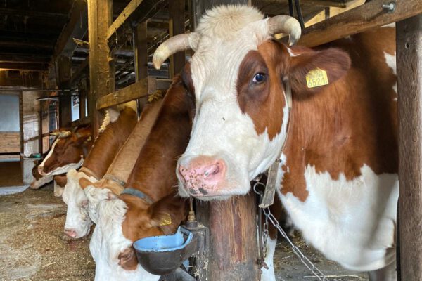 Koeien in de stal