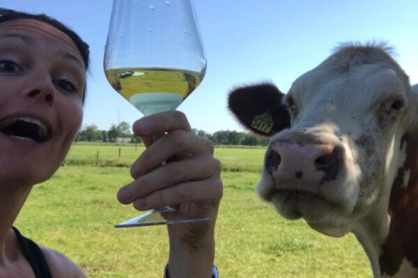 Wijntje met koeien drinken