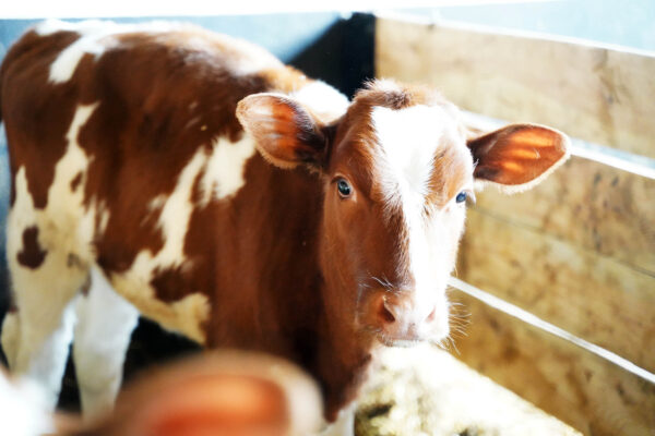 Herman het kalfje Kalfjes kijken