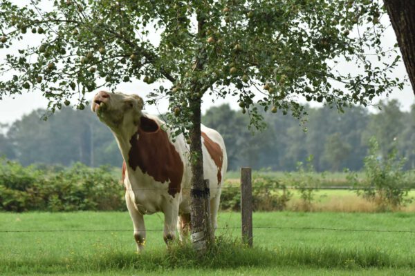 Koeien Koeien kijken