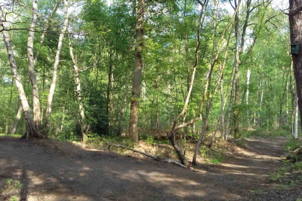 Boswandeling Boswandeling maken