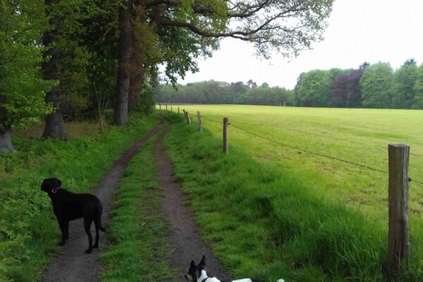 Boswandeling Door de bossen heen lopen