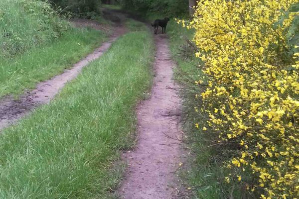 Boswandeling Door de bossen heen lopen