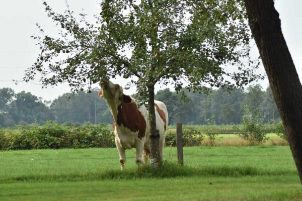 Koeien Koeien kijken